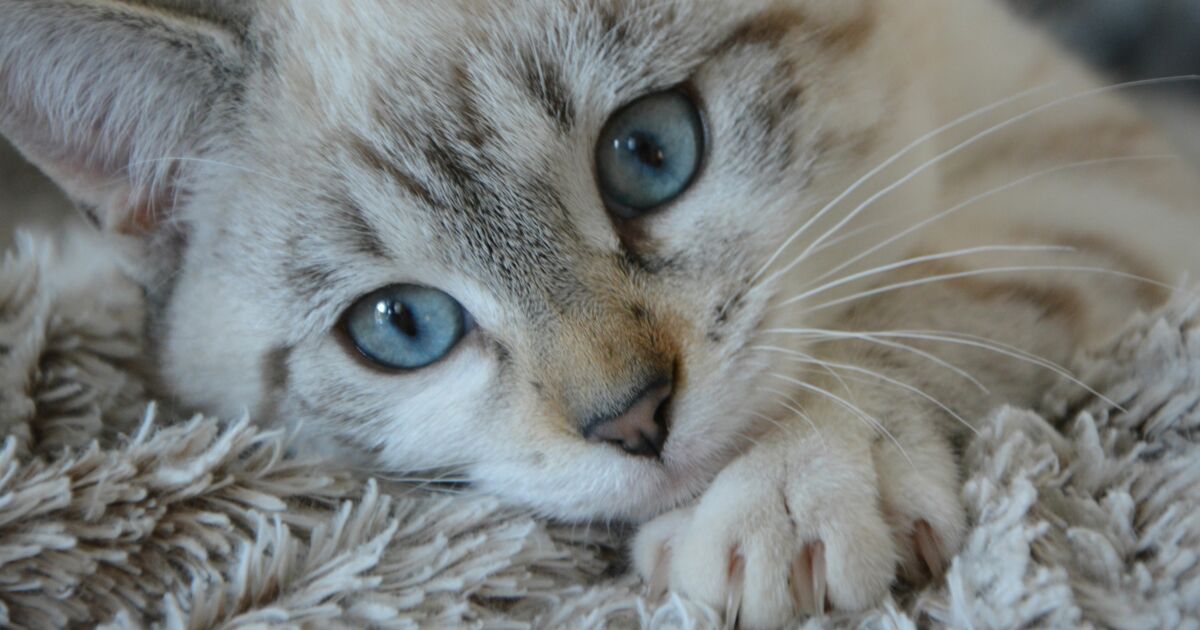 Piéger les chats ? Les chasseurs le font déjà ! • ASPAS