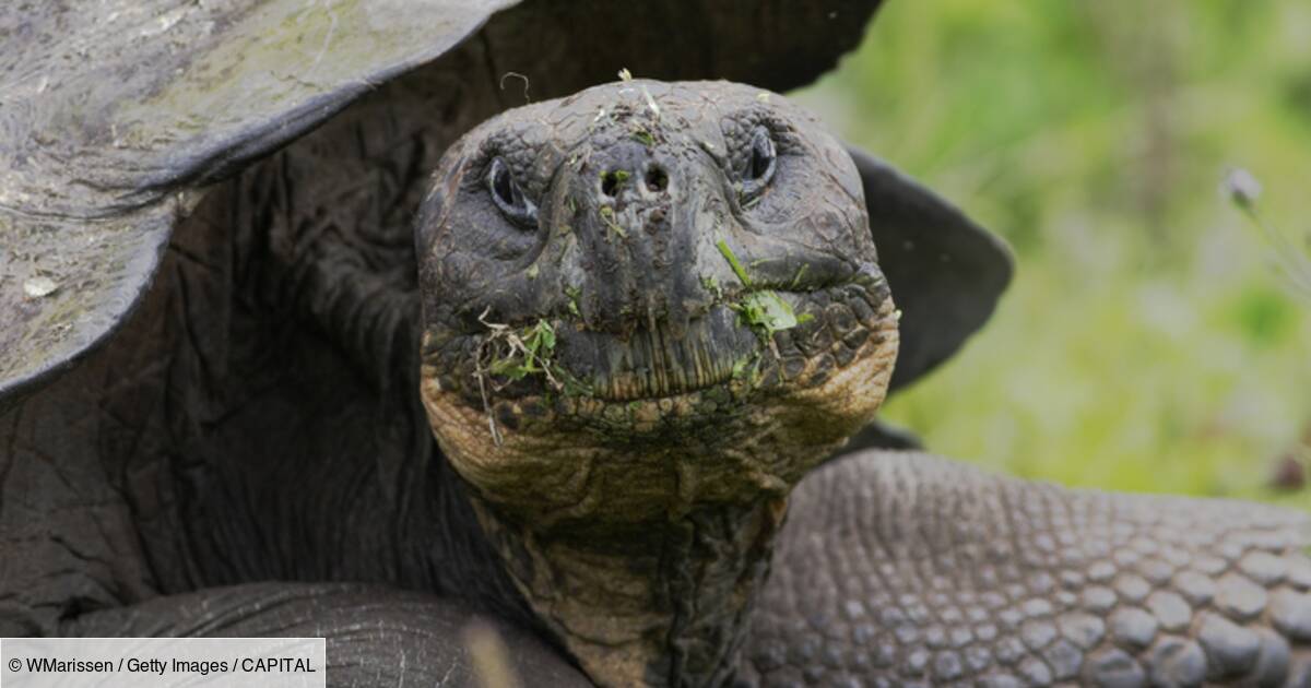 Galapagos Il Ecrase Une Tortue Et Ecope D Une Amende De 11 000 Dollars Capital Fr Galapagos Il Ecrase Une Tortue Et Ecope D Une Amende De 11 000 Dollars Capital Fr