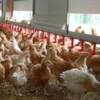 Grippe aviaire : plus de 150 élevages touchés en France, 21 dans les dernières 24 heures