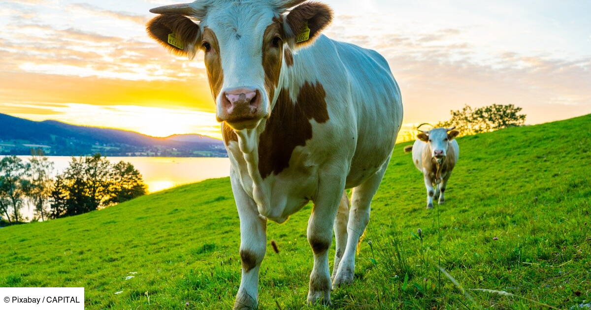 Oh La Vache Vous Emmene En Vacances A La Ferme Capital Fr