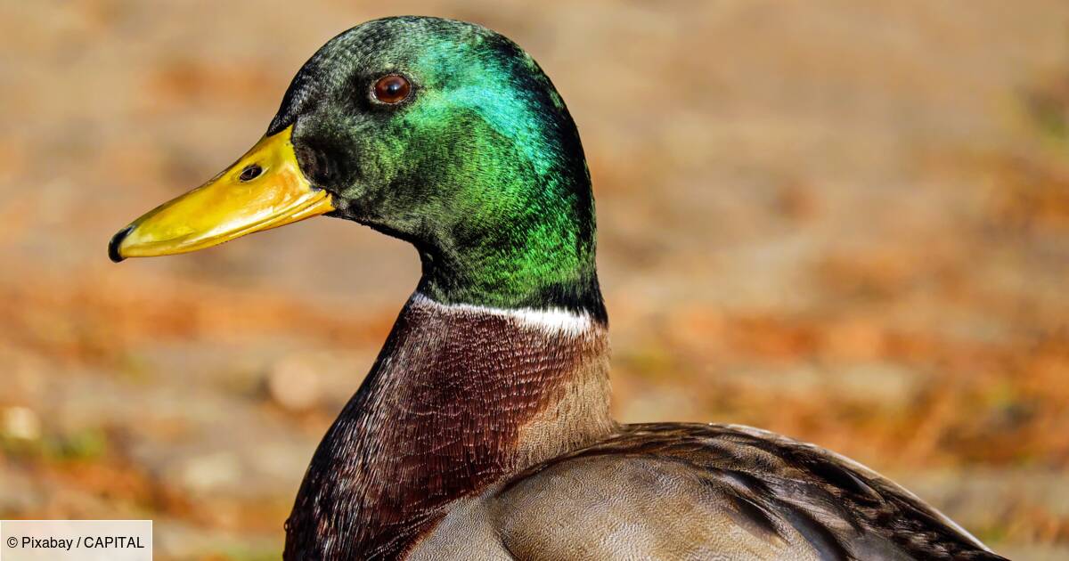 Grippe aviaire : un premier élevage contaminé, des ...