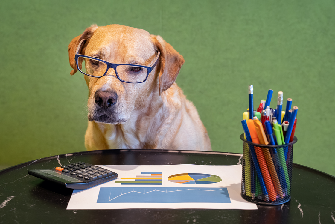 Diesen Fehler machen wir, wenn wir das Alter unserer Hunde berechnen