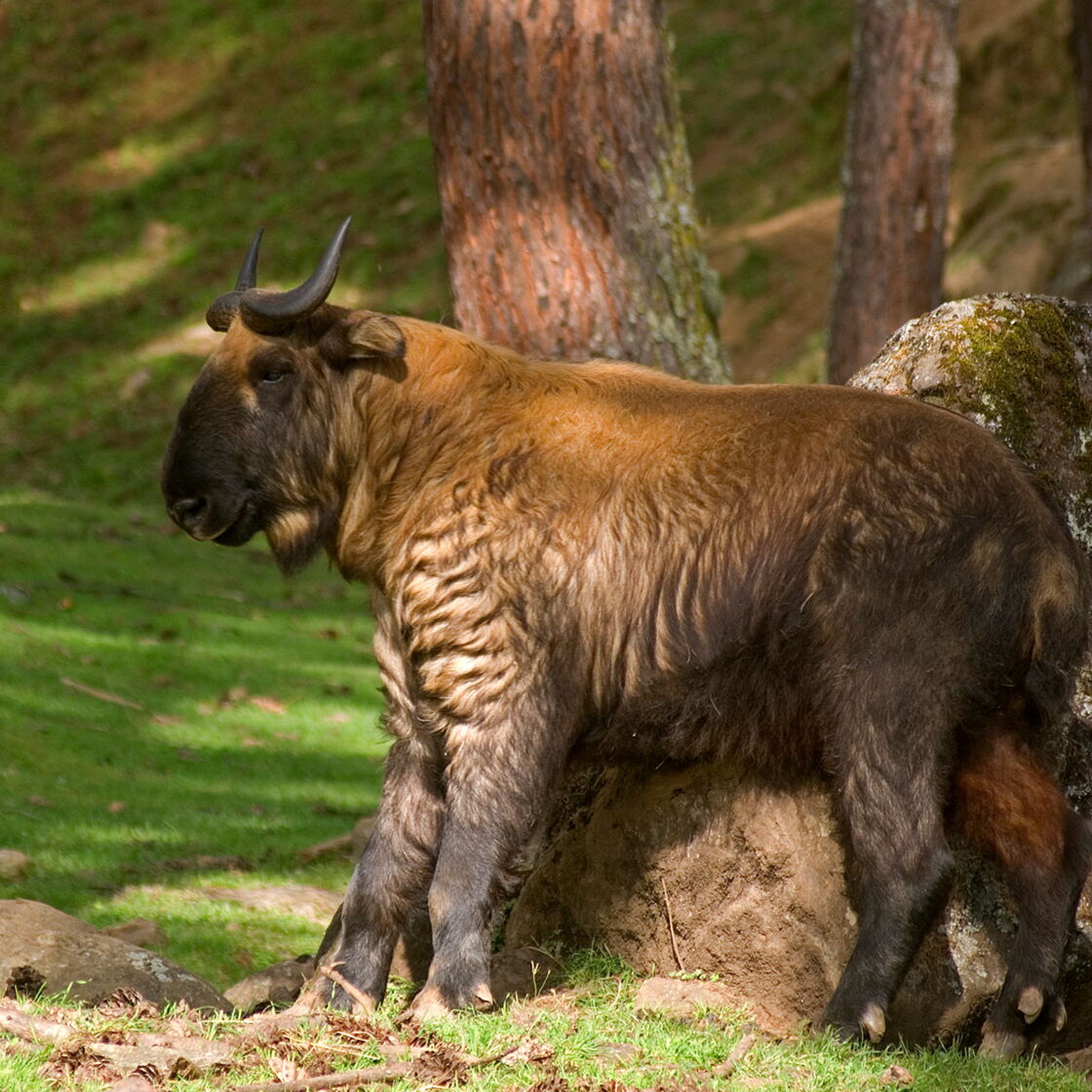 Bedrohte Art In einem französischen Zoo kommt ein Baby Takin zur Welt