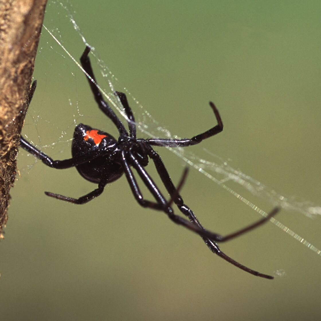 Biss der Schwarzen Witwe soll drei Brüder in SpiderMan verwandeln doch das bereuen sie schnell