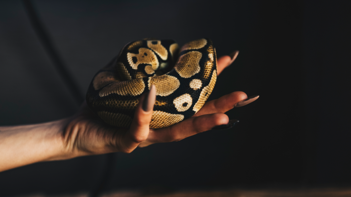 Frau lässt ihre Python ins Bett: Dann macht der Tierarzt eine furchtbare Entdeckung