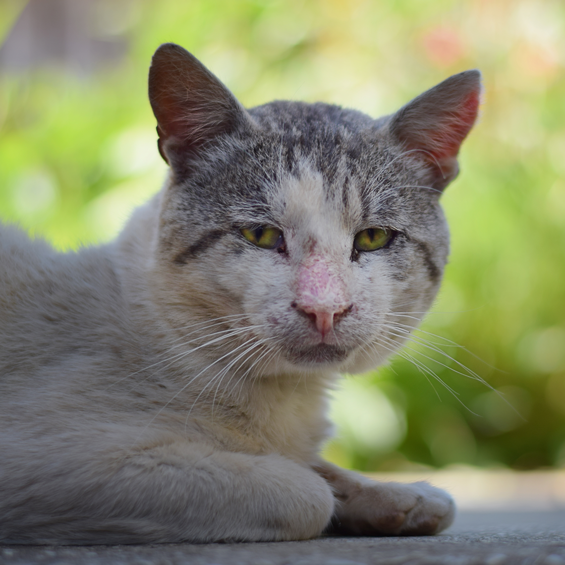 19jährige Katze verirrt sich im Wald Doch was dann