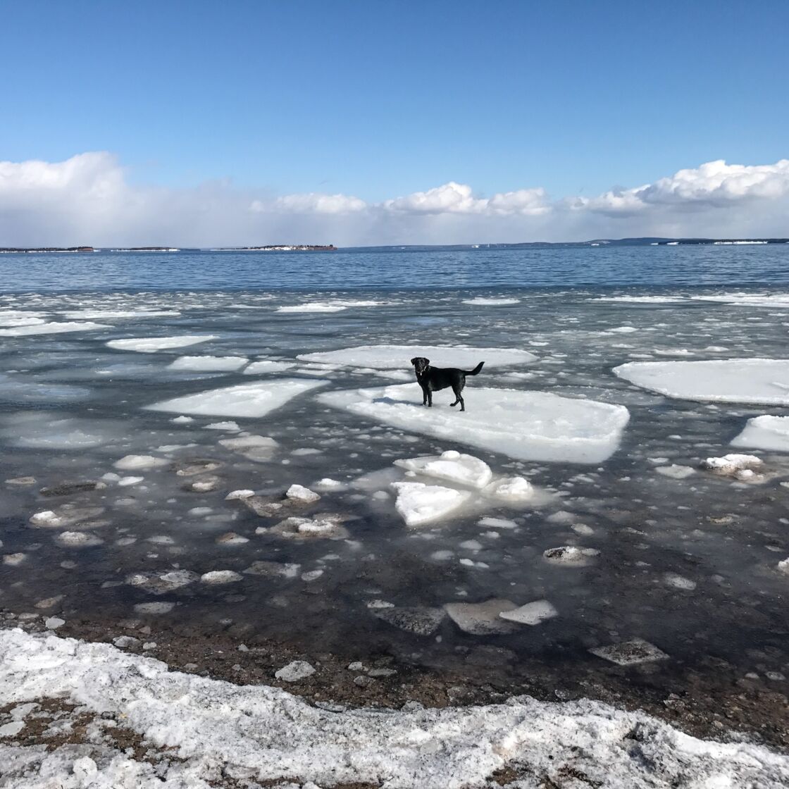 Todesmutig rettet Polizist einen Hund, der auf einer Eisscholle fast