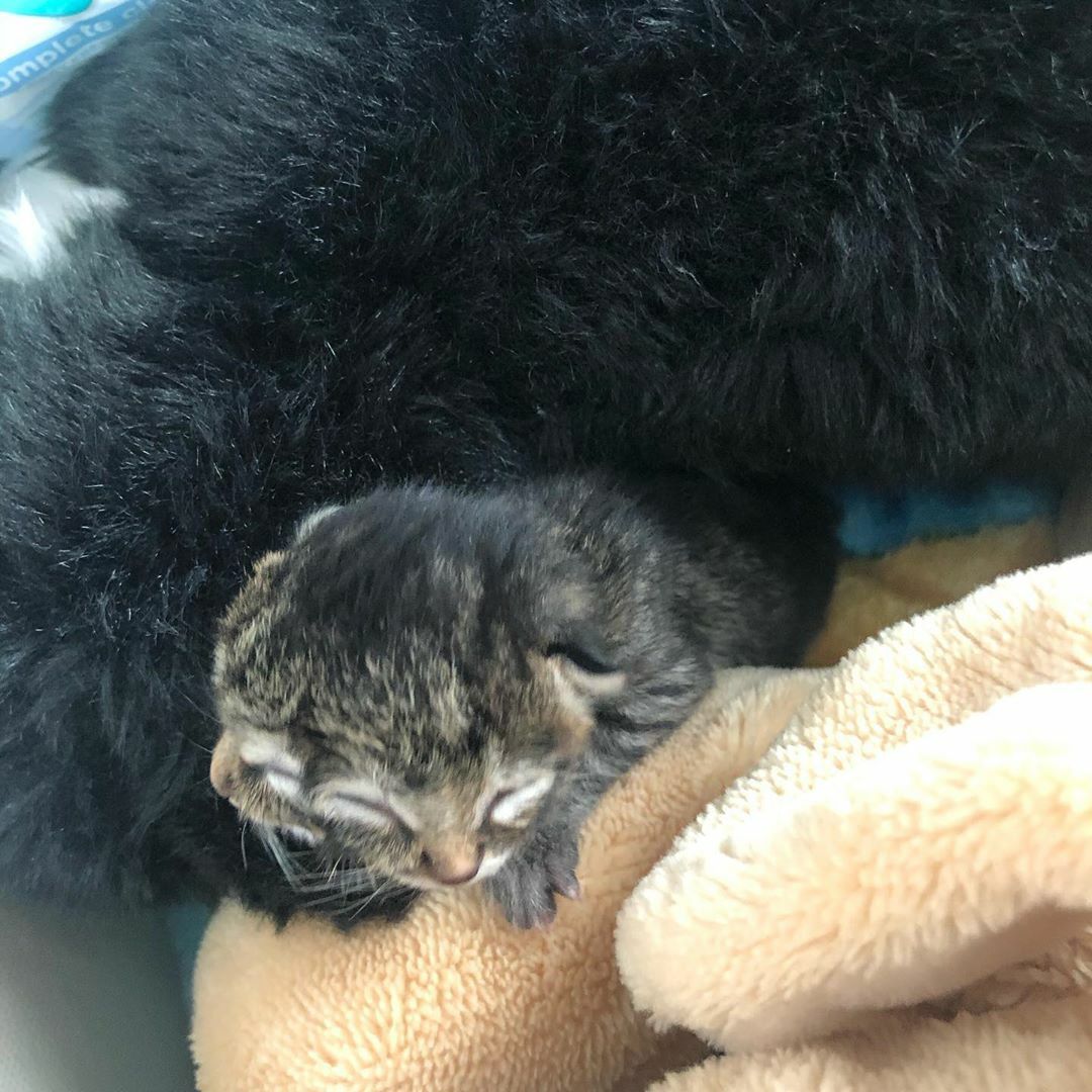 Insolite Un Chaton A Deux Tetes Est Ne Aux Etats Unis