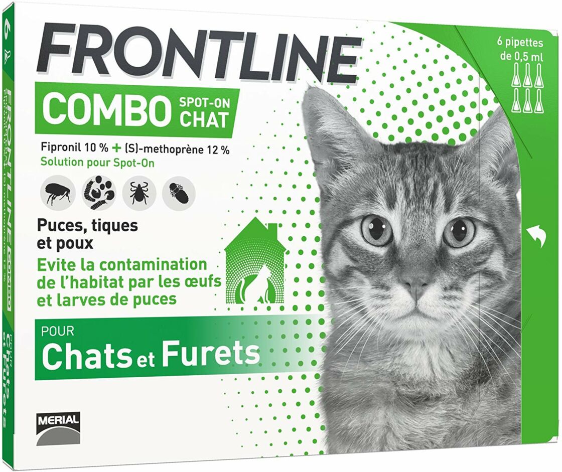 3 Maladies Que Le Chat Peut Vous Transmettre