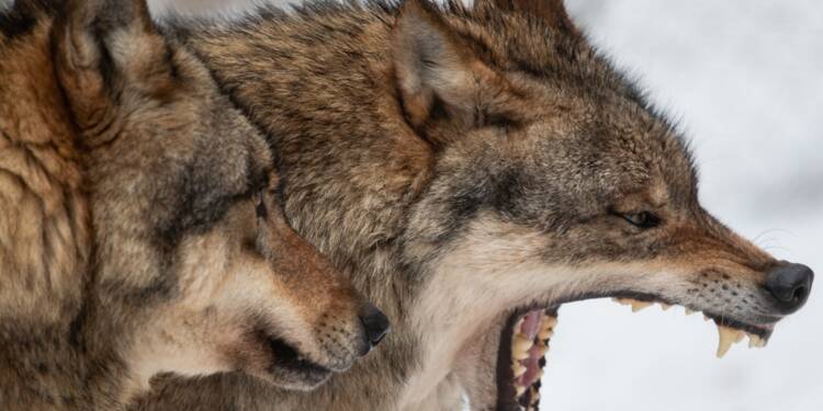 En Allemagne La Peur Du Loup Tourne Au Débat Politique