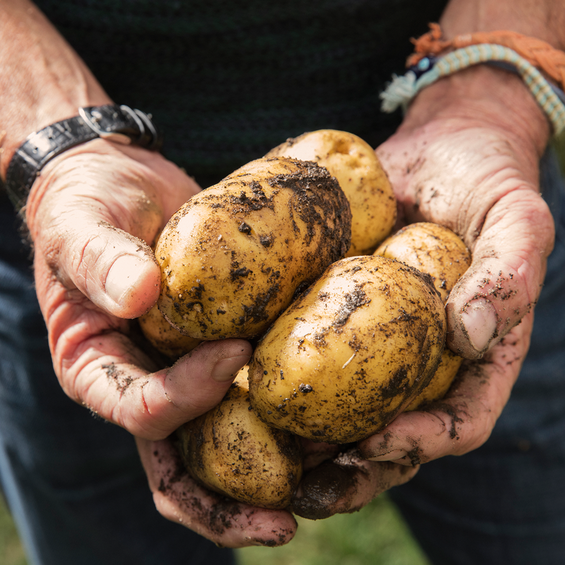 it-can-be-dangerous-to-consume-potatoes-if-they-look-like-this