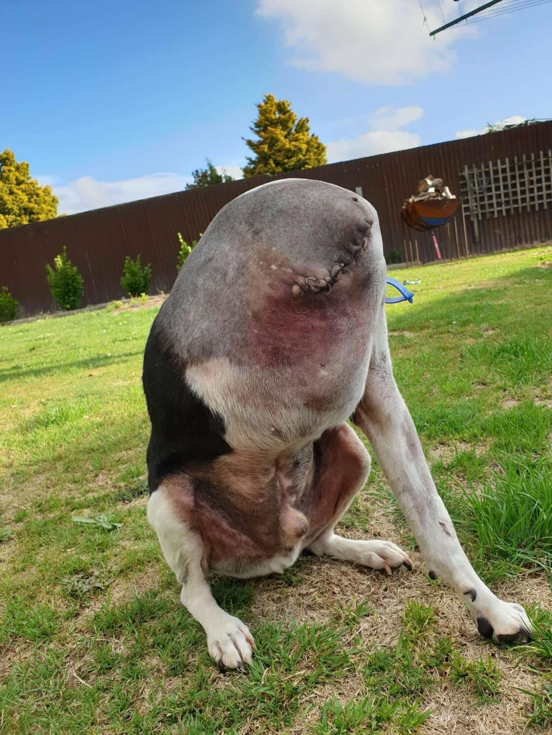 What On Earth Is Going On In This Photo Of A Seemingly Headless Dog