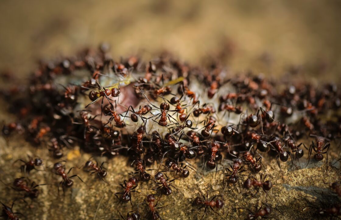 Incredible Video Filmed In Brazil Shows An Army Of Ants Attacking A ...