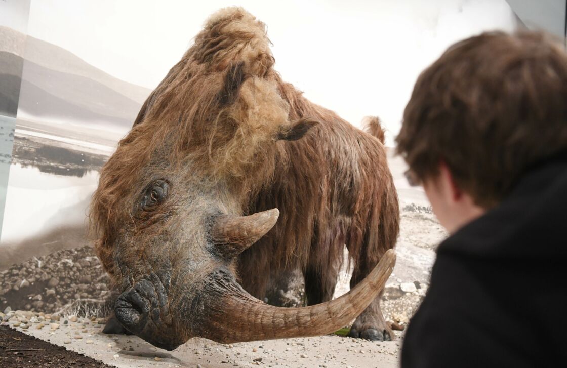 A 14,000-year-old puppy has been found frozen with woolly rhino in its ...