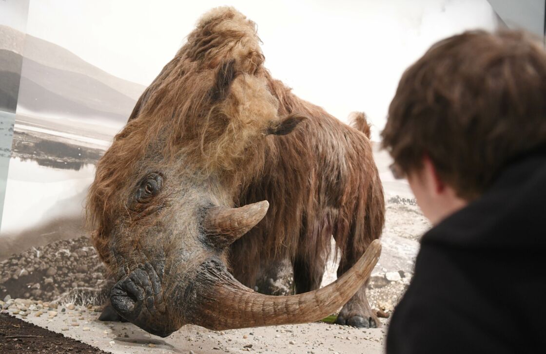 A 14,000-year-old puppy has been found frozen with woolly rhino in its