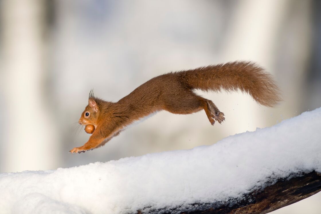 Watch As Squirrel Gets Drunk From Eating Too Many Fermented Apples