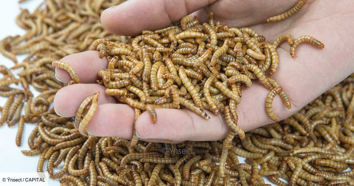 Vers de farine  Faite l'expérience des insectes comestibles