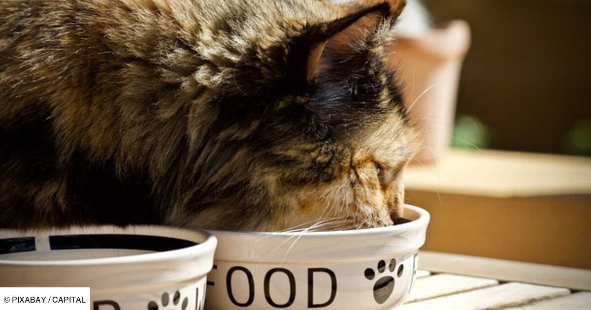 Salmonelle rappel massif de croquettes pour chiens et chats vendues