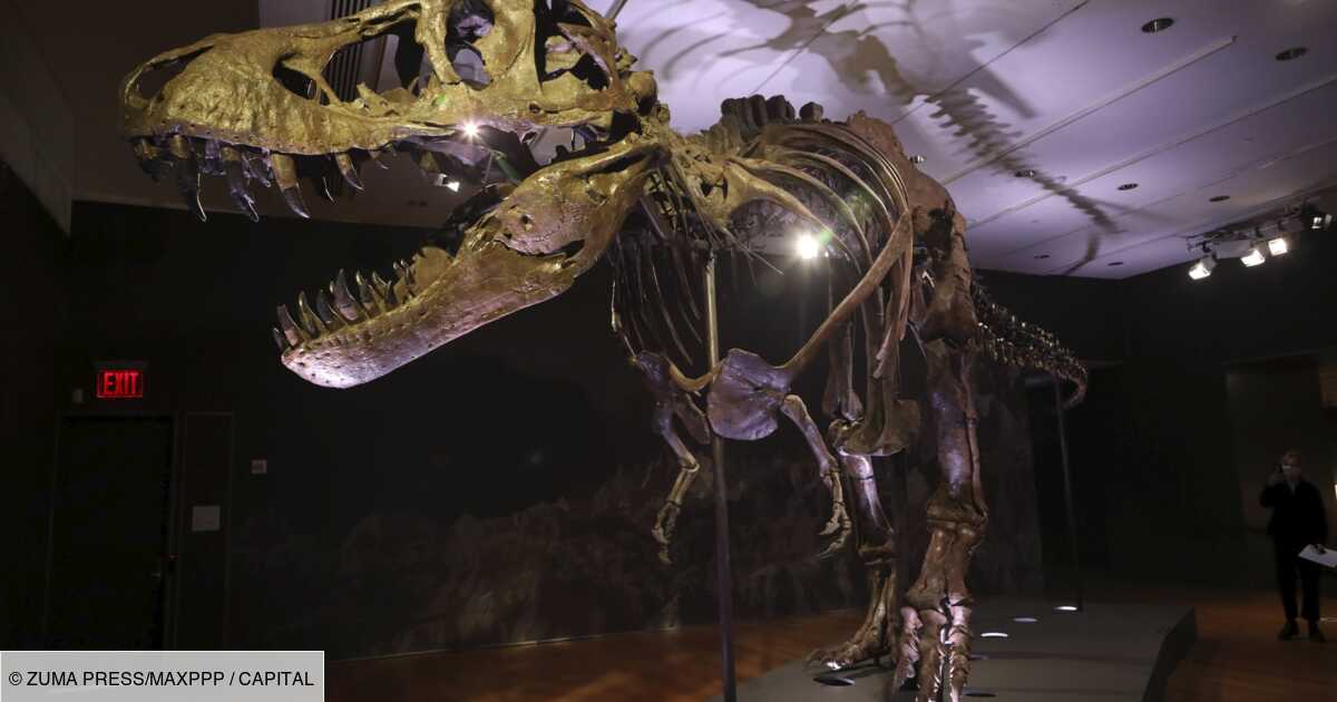 Exposition de fossiles de dinosaures LEGO T Rex 