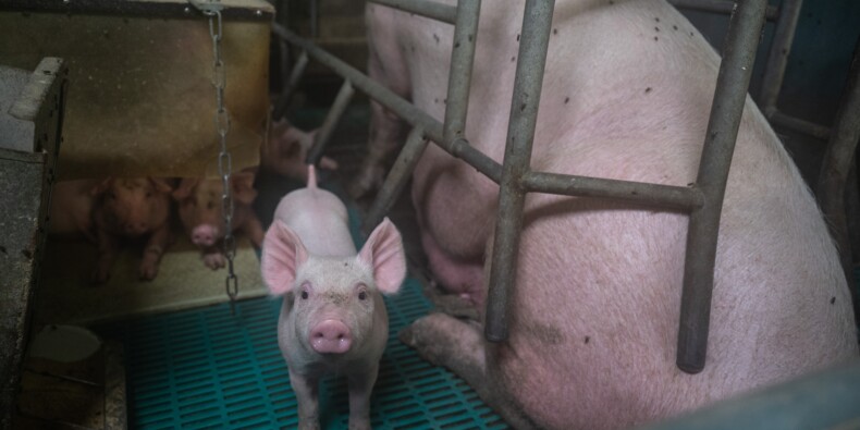 Il Veut Transformer L Urine De Porc En Carburant Vert Capital Fr
