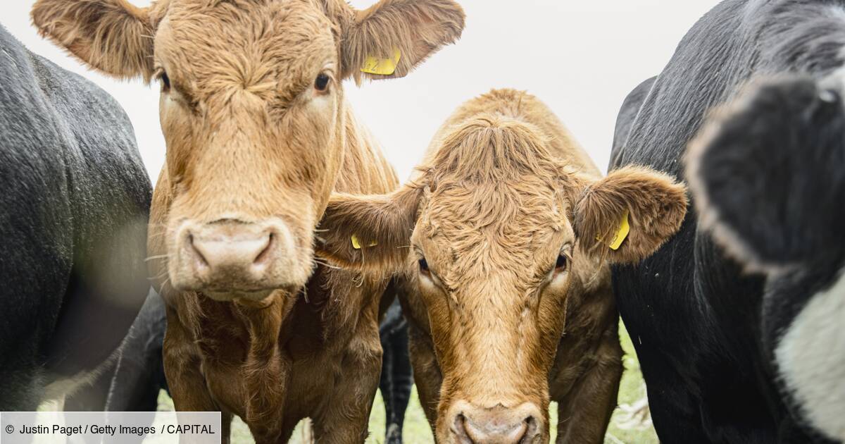 Une Vache De Race Limousine Vendue Une Fortune Aux Encheres Capital Fr