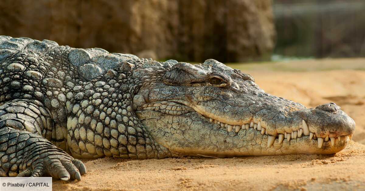 La marque shop du crocodile