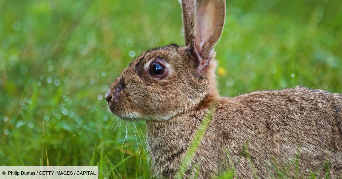 Une Belle Recompense Pour Quiconque Retrouve Darius Le Plus Gros Lapin Du Monde Vole Dans Son Jardin Capital Fr