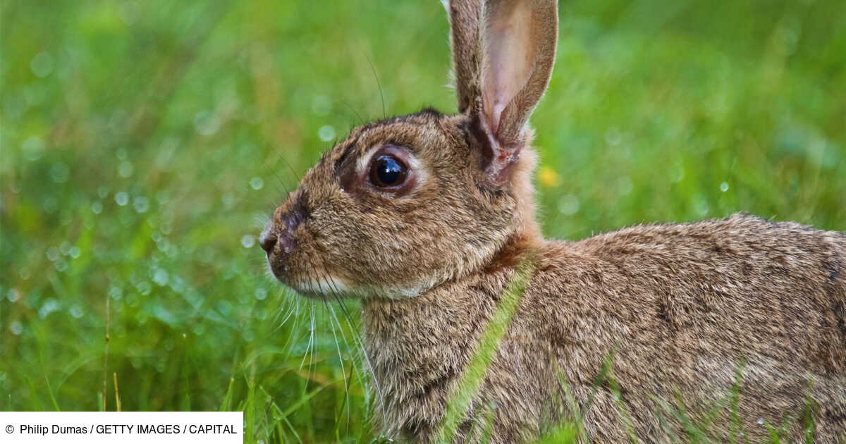 Une belle pour quiconque retrouve "Darius", le plus gros