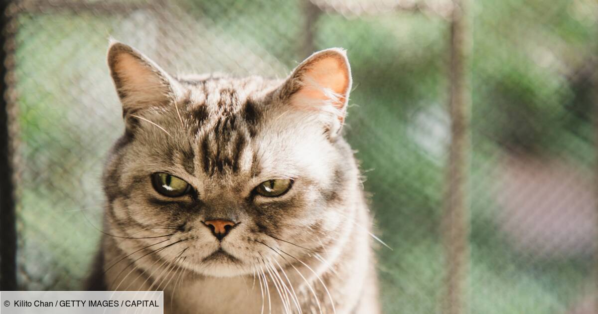 Un Chat Capture Pres D Une Prison Pour Avoir Transporte De La Drogue Pour Des Detenus Capital Fr