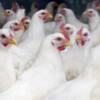 Nord : un premier foyer de grippe aviaire détecté