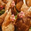 Grippe aviaire : 600.000 volailles abattues en cette fin d’année