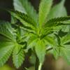 CBD : l’interdiction de vente de fleurs de cannabis suspendue provisoirement