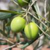 Cearitis, une solution bio contre les ravageurs de fruits