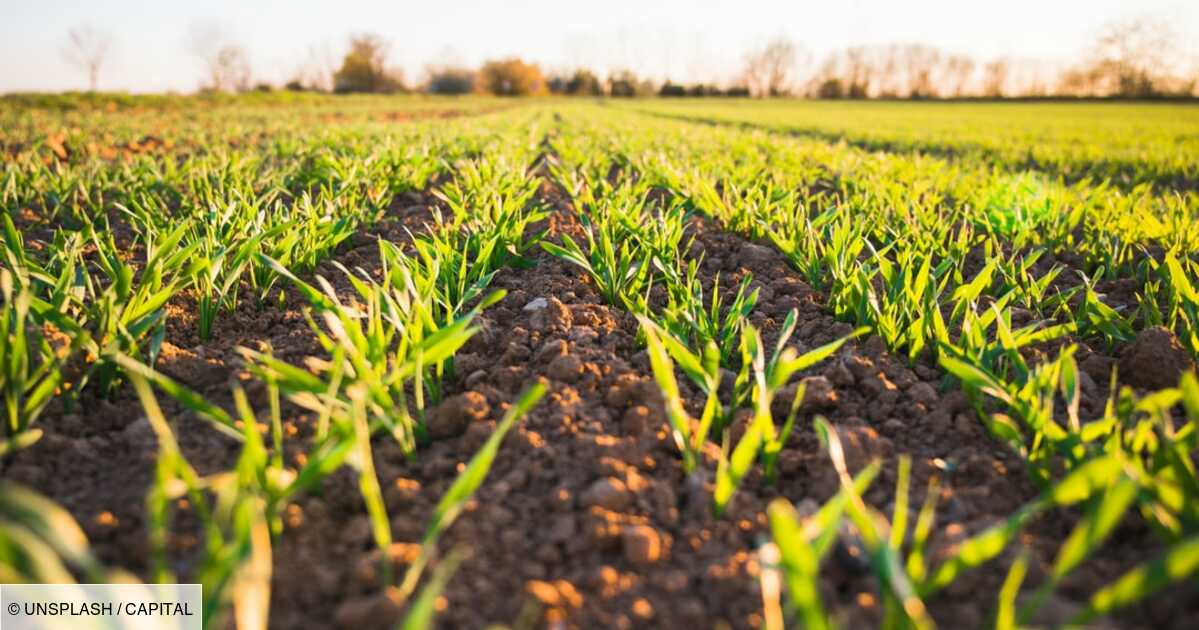 Agriculture : Face Au Réchauffement Climatique, L'obligation D'innover