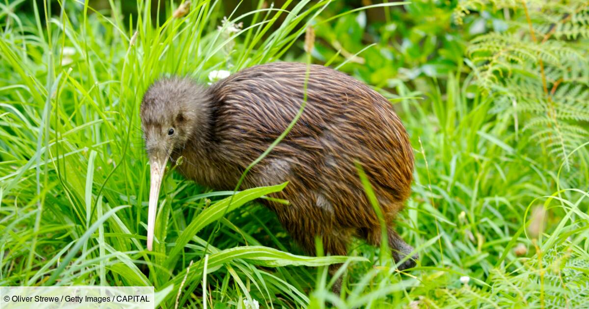 ‘Dream job’: New Zealand is looking for candidates to protect its favorite bird