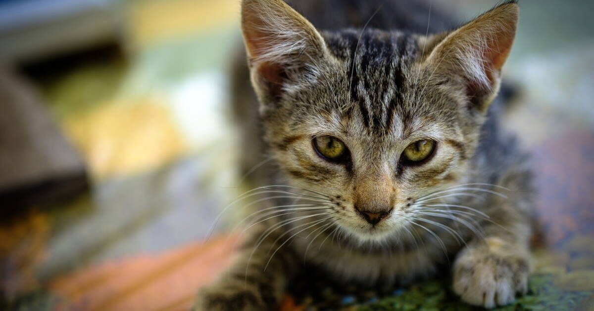 La Sncf Refuse De Retarder Un Train Leur Chat Meurt Ecrase Capital Fr
