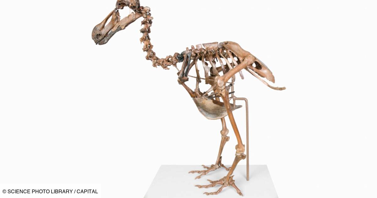 Des scientifiques américains tentent de ressusciter le dodo, un animal disparu depuis des siècles