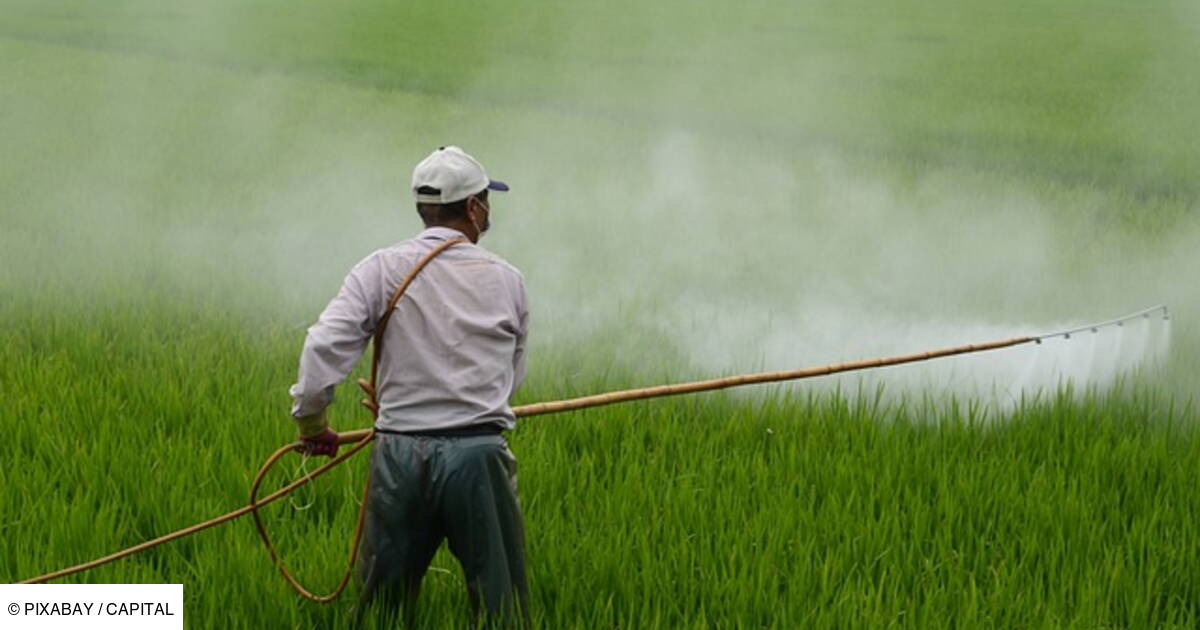 Pesticides : la France veut réduire leur usage de moitié à l&rsquo;horizon 2030