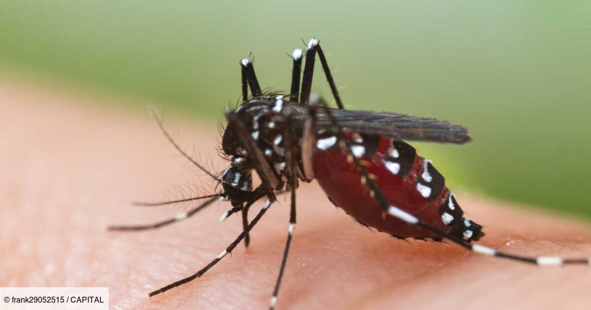 Dengue : le nombre de cas bat des records en France, nos cartes pour tout comprendre
