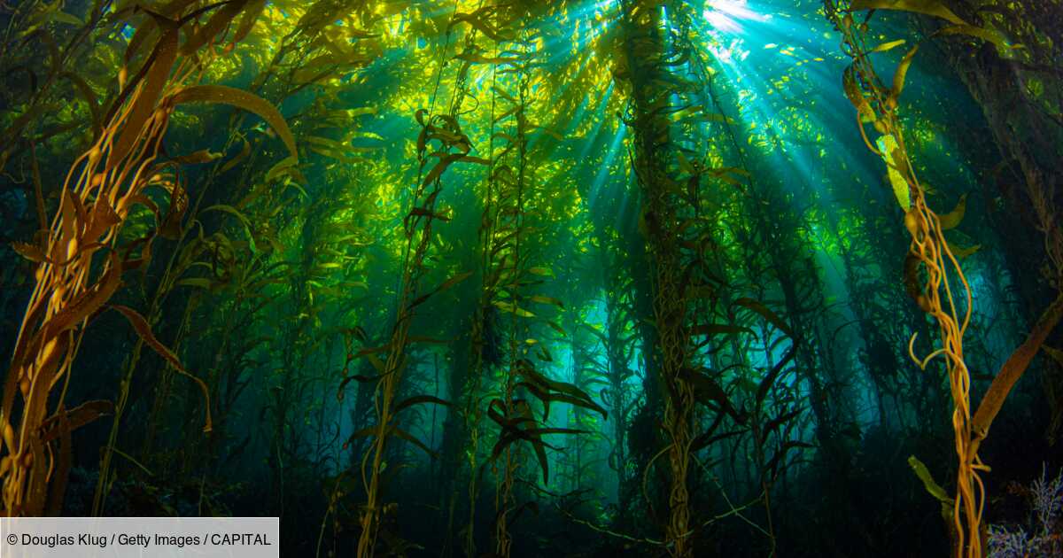 Les forêts d'algues, un outil efficace contre le changement climatique