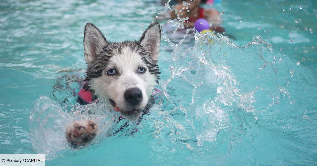 Une piscine privatisée pour les chiens ! • Emprunte Mon toutou