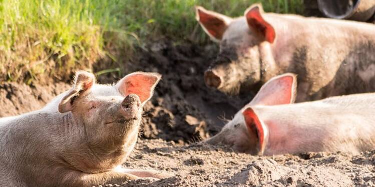 Haut-Rhin : un élevage de cochons fait vivre un calvaire aux habitants