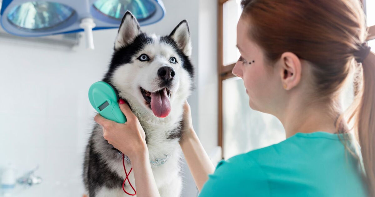 Ceci est une image d'un vétérinaire soignant un chien