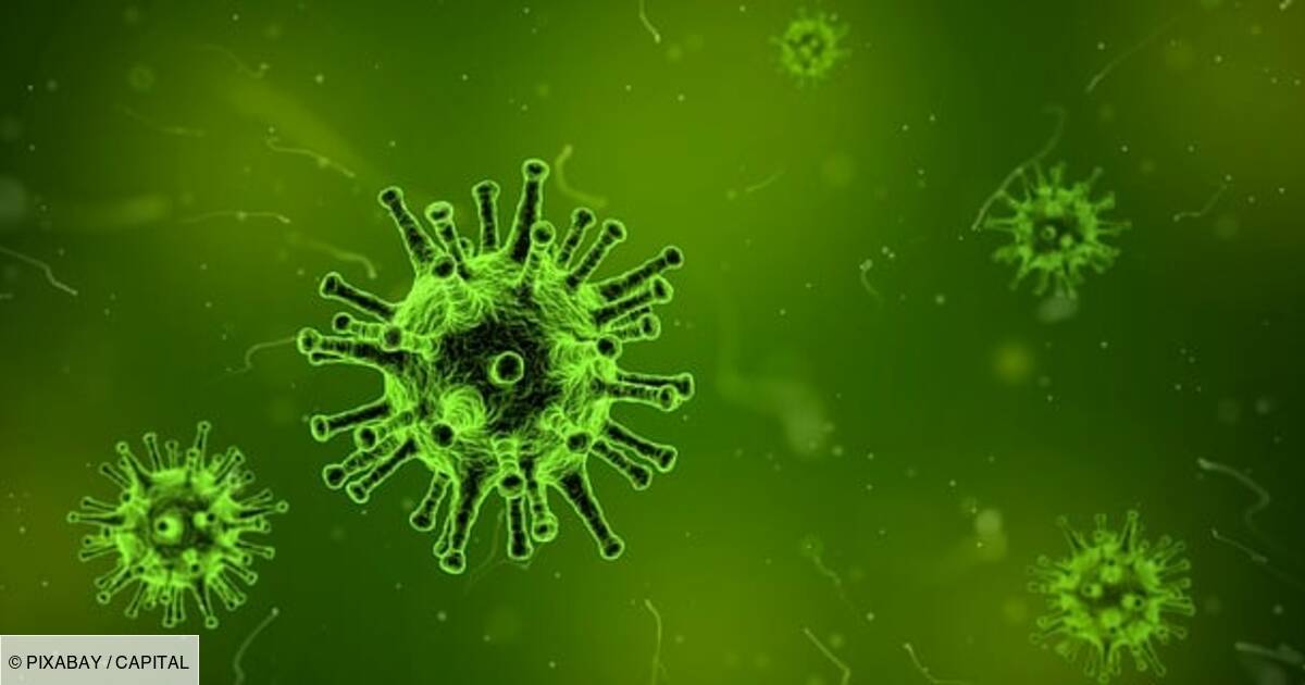 Virus Nipah : faut-il craindre une nouvelle pandémie mortelle ?