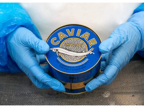 Neuvic : en plongée chez le champion du caviar d'élevage