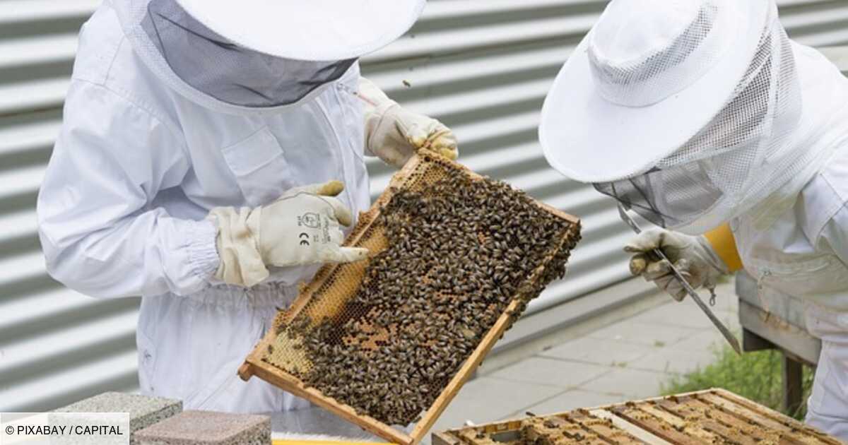 Crise du miel : Les apiculteurs français menacés