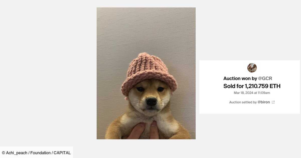 Achi, Dogwifhat : la photo du chien effigie d’une crypto vendue… 4 millions de dollars !