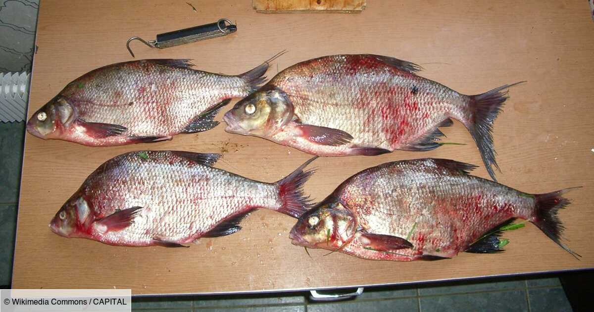 Santé : ce poisson populaire peut devenir dangereux en cas de surconsommation