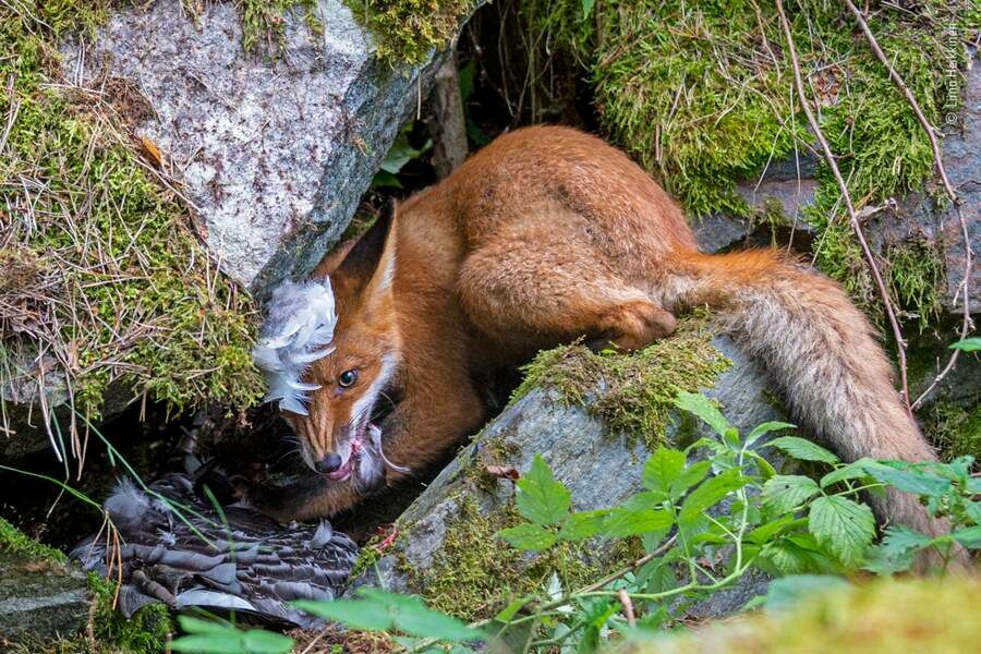 Wildlife Photographer Of The Year : Découvrez Les Plus Belles Photos ...