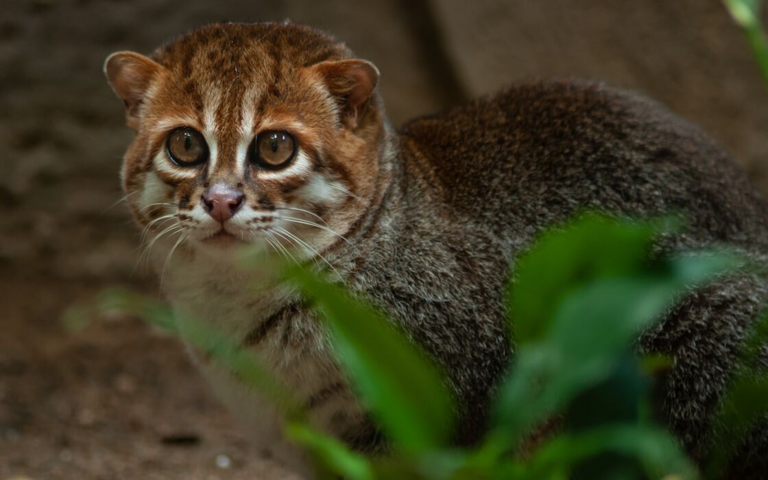 Le Top 10 Des Chats Sauvages Aussi Fascinants Que Meconnus